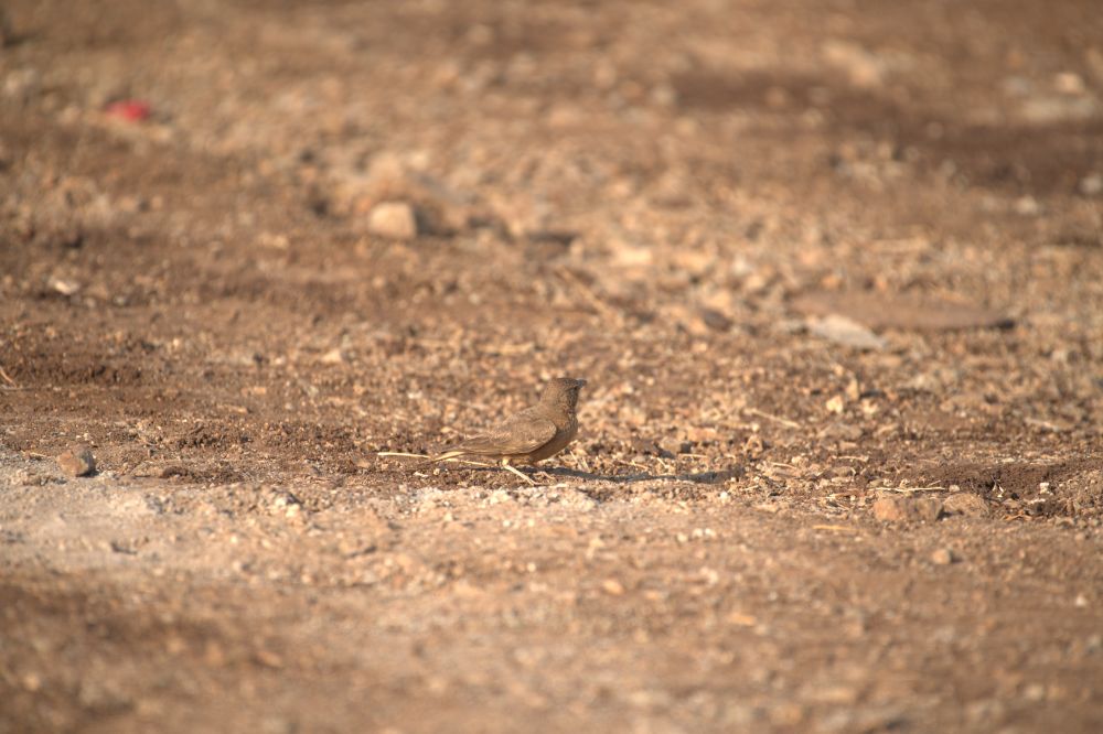 Fauna