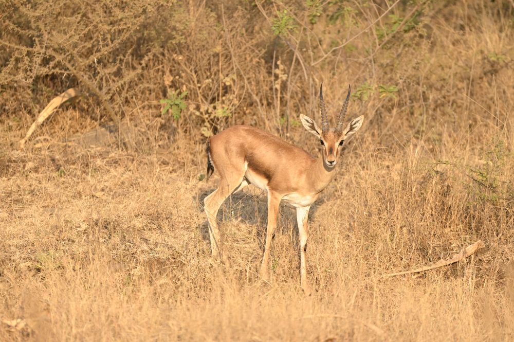 Fauna