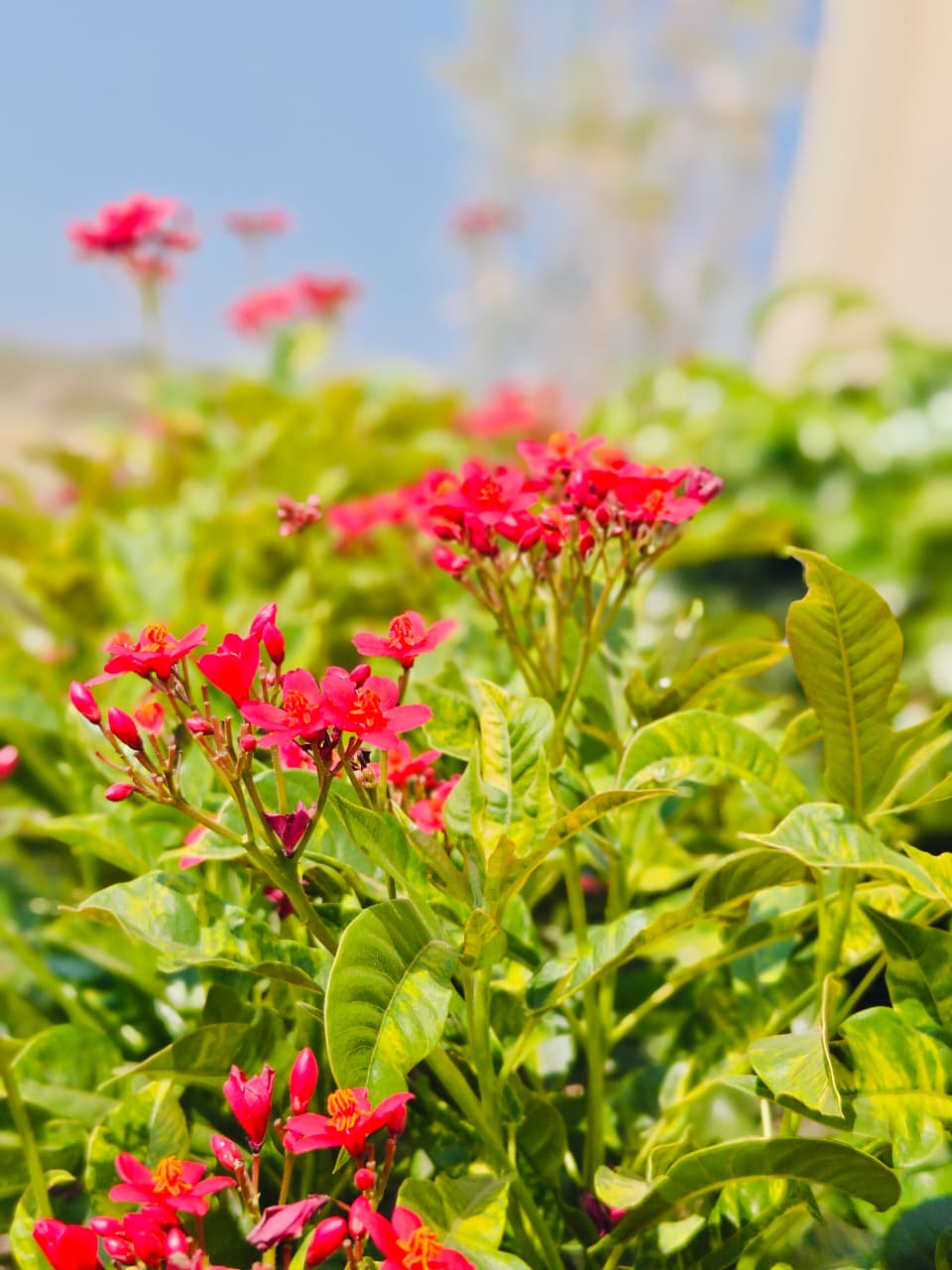 Flora