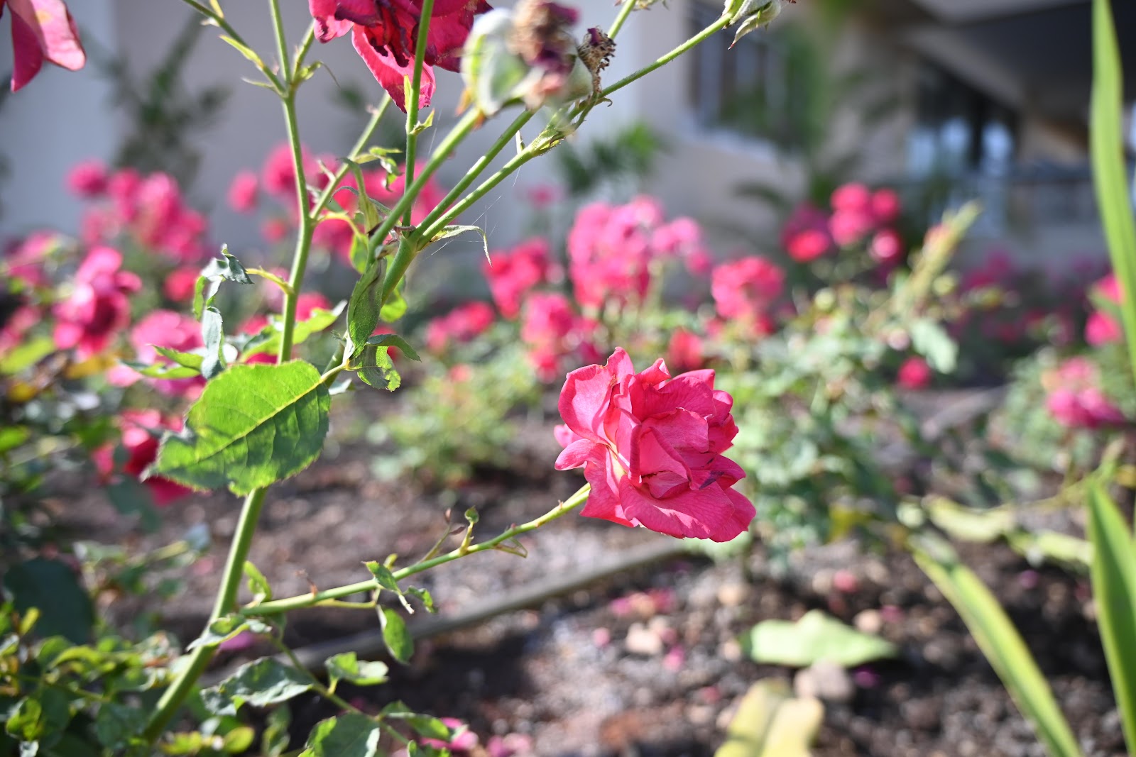 Flora