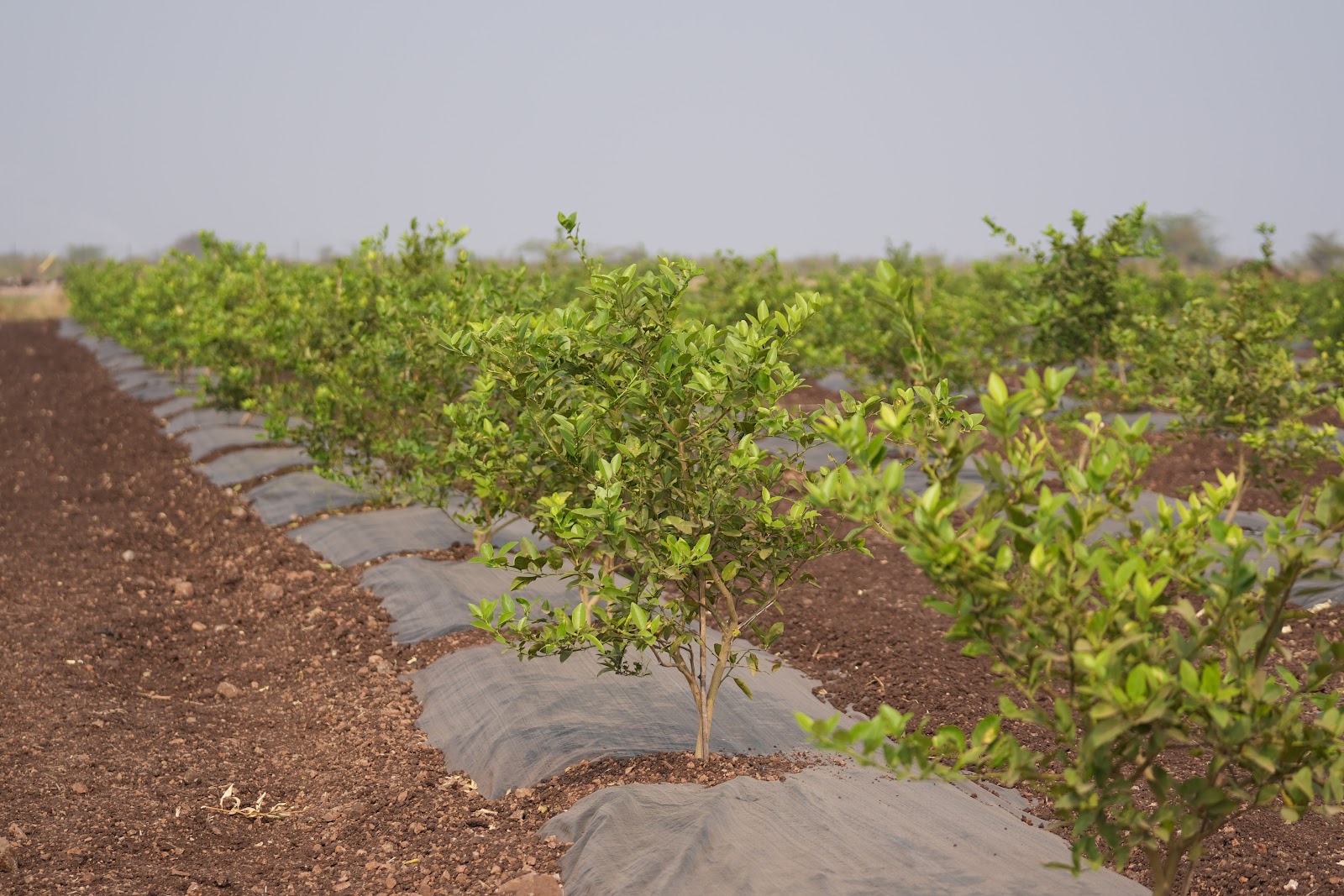 Krishi Vanam