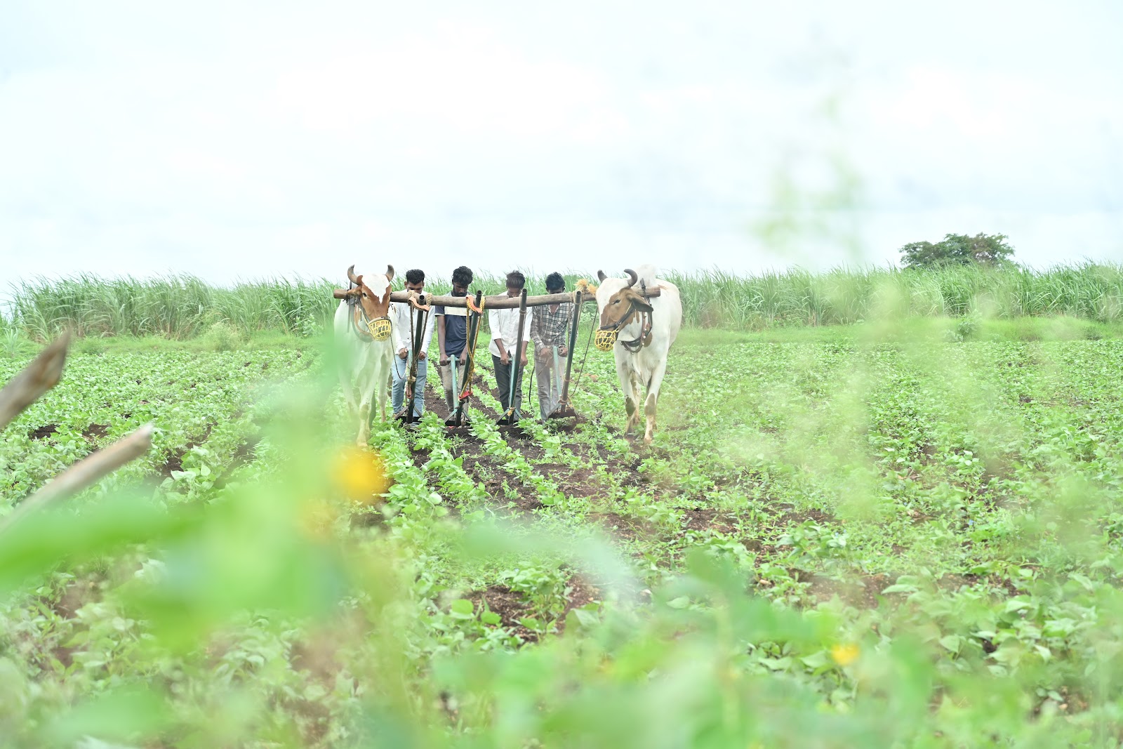 Krishi Vanam