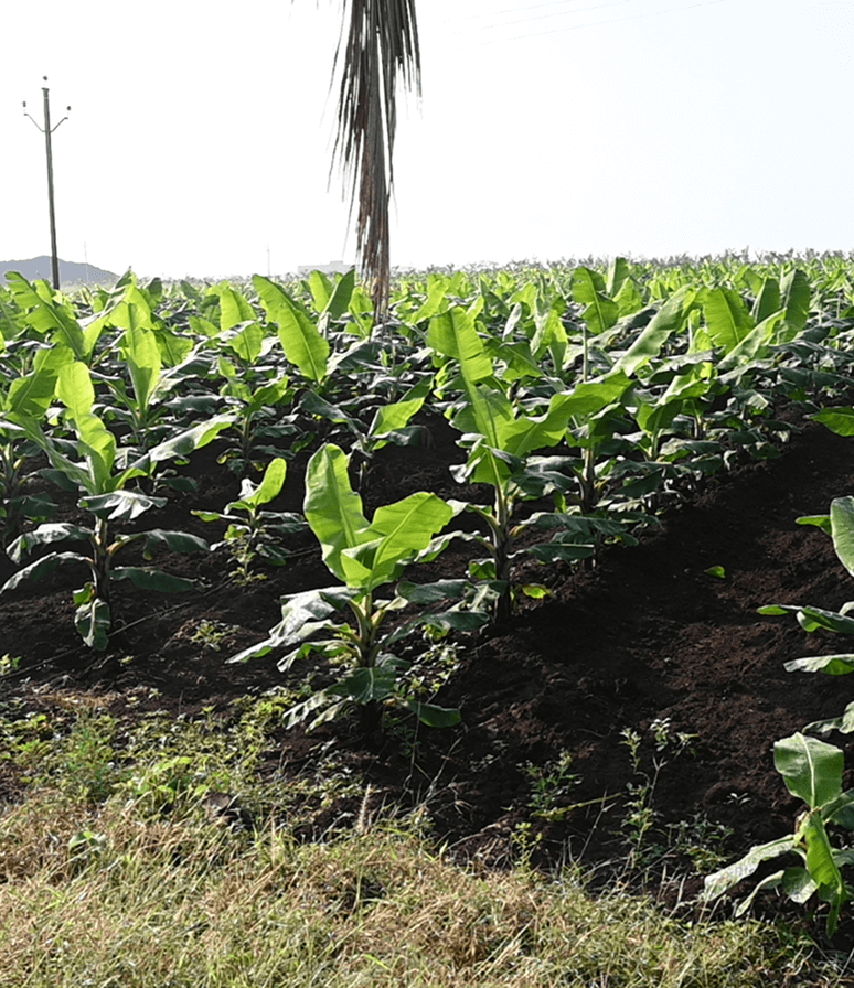 Agriculture and Nature at LTC