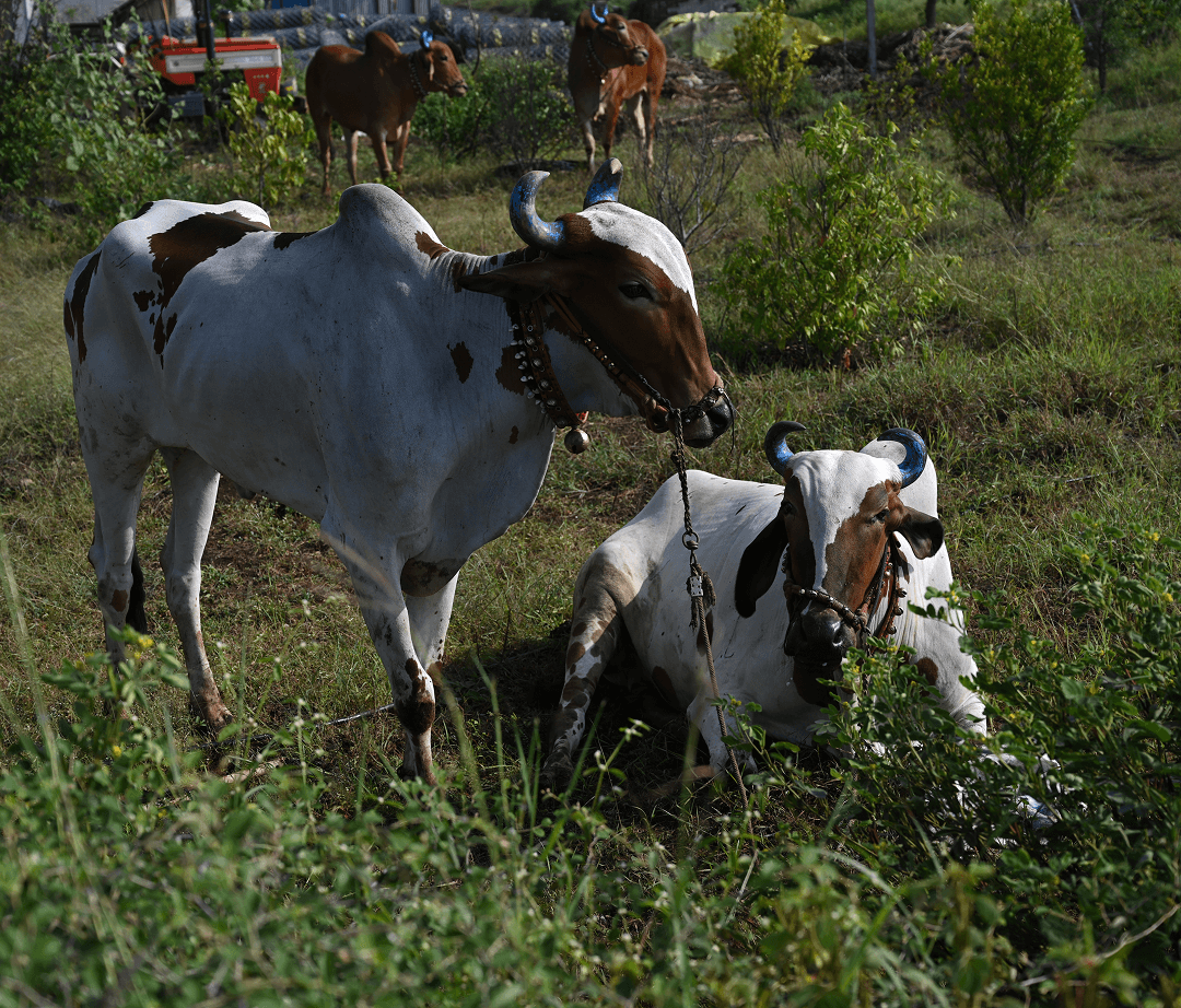 Agriculture and Nature at LTC